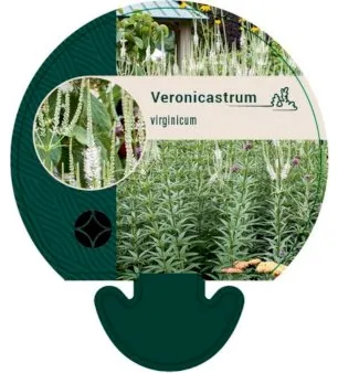 Virginsk Ærenpris